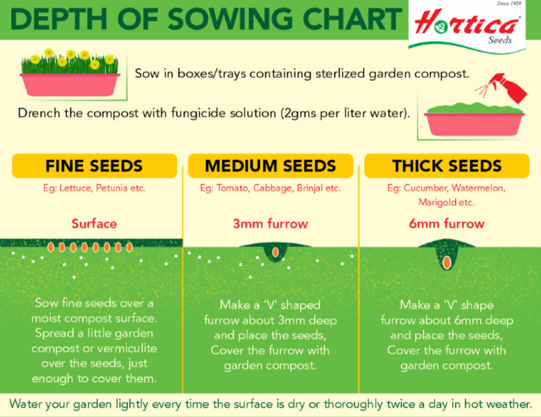 From Seed to Sprout: Mastering the Art of Germination at Home