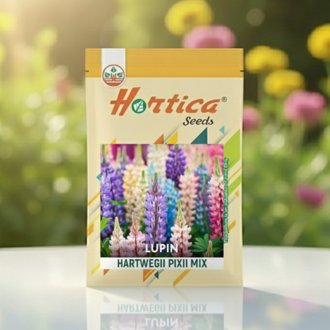 Lupin Hartwegi Pixie