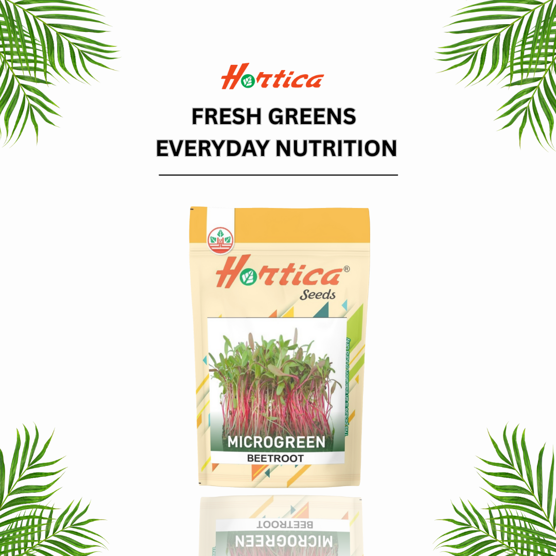 Microgreen Beetroot