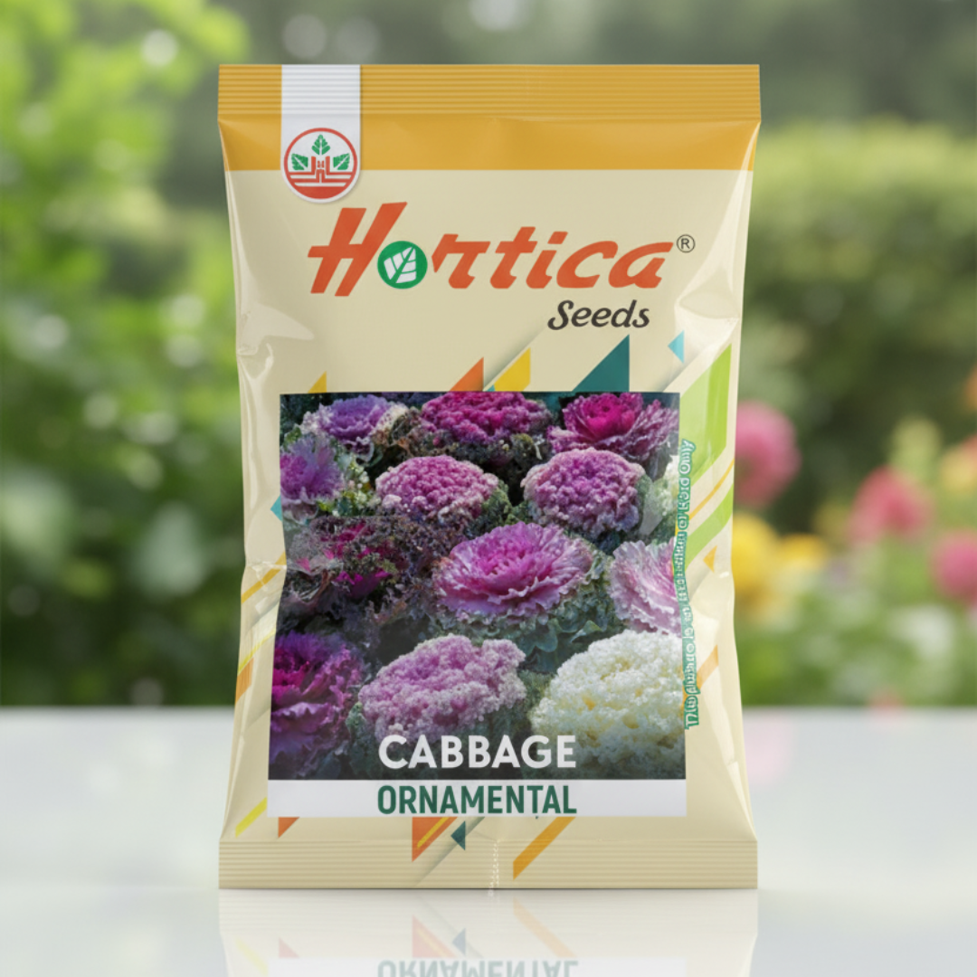 Ornamental Cabbage