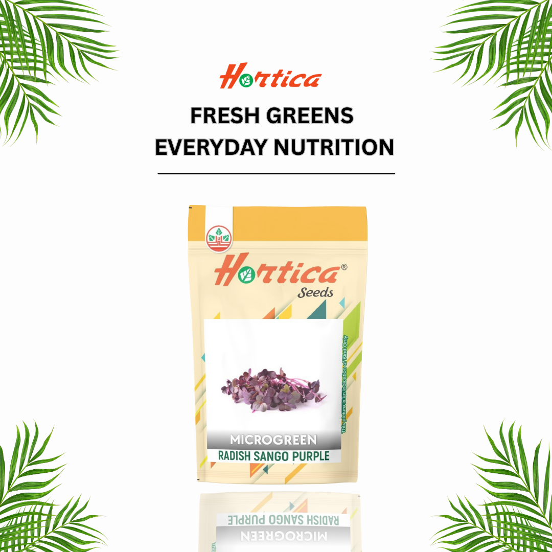 Radish Sango Purple Microgreen
