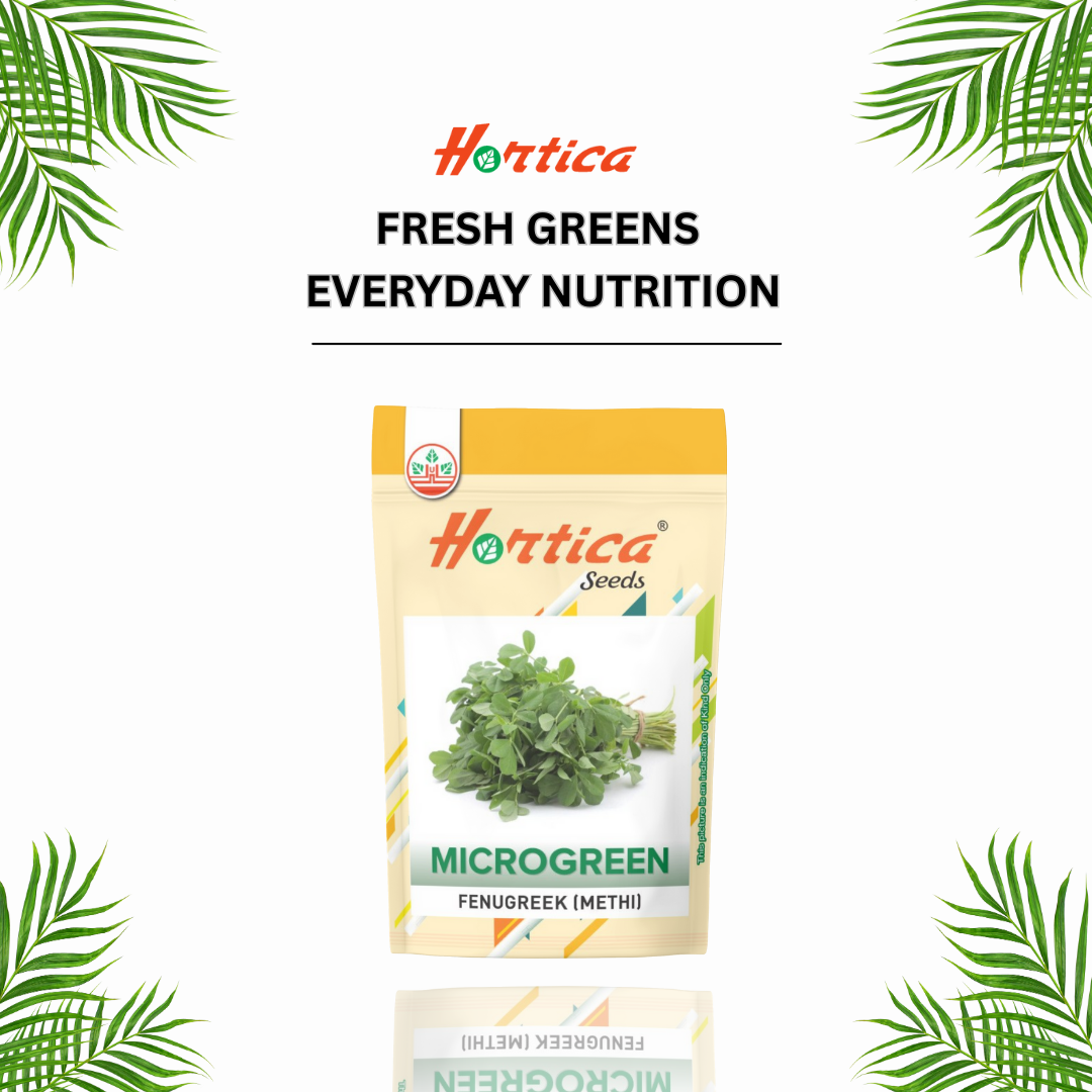 microgreen Fenugreek (Methi)