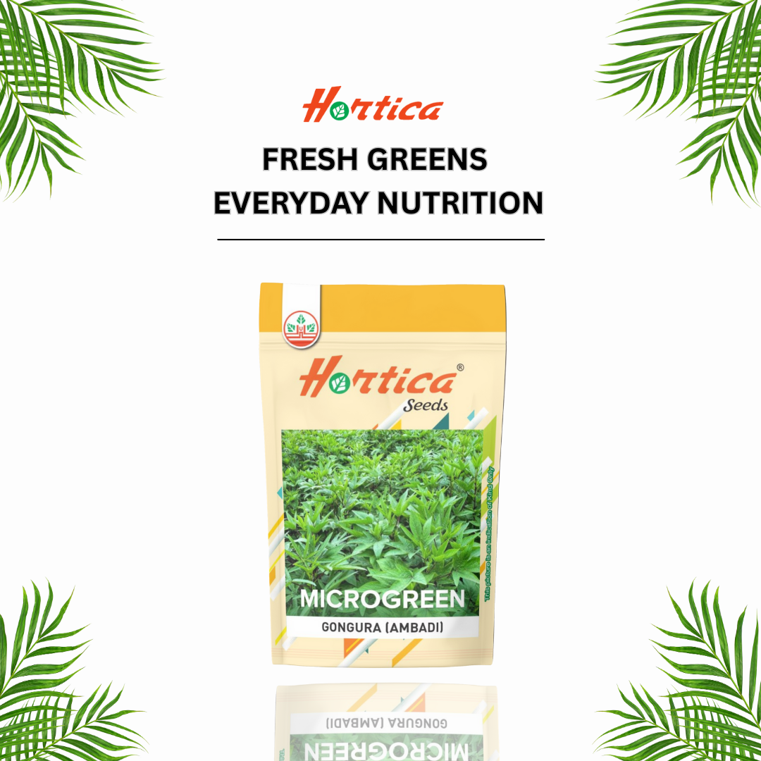 Microgreen Gongura (Ambadi)