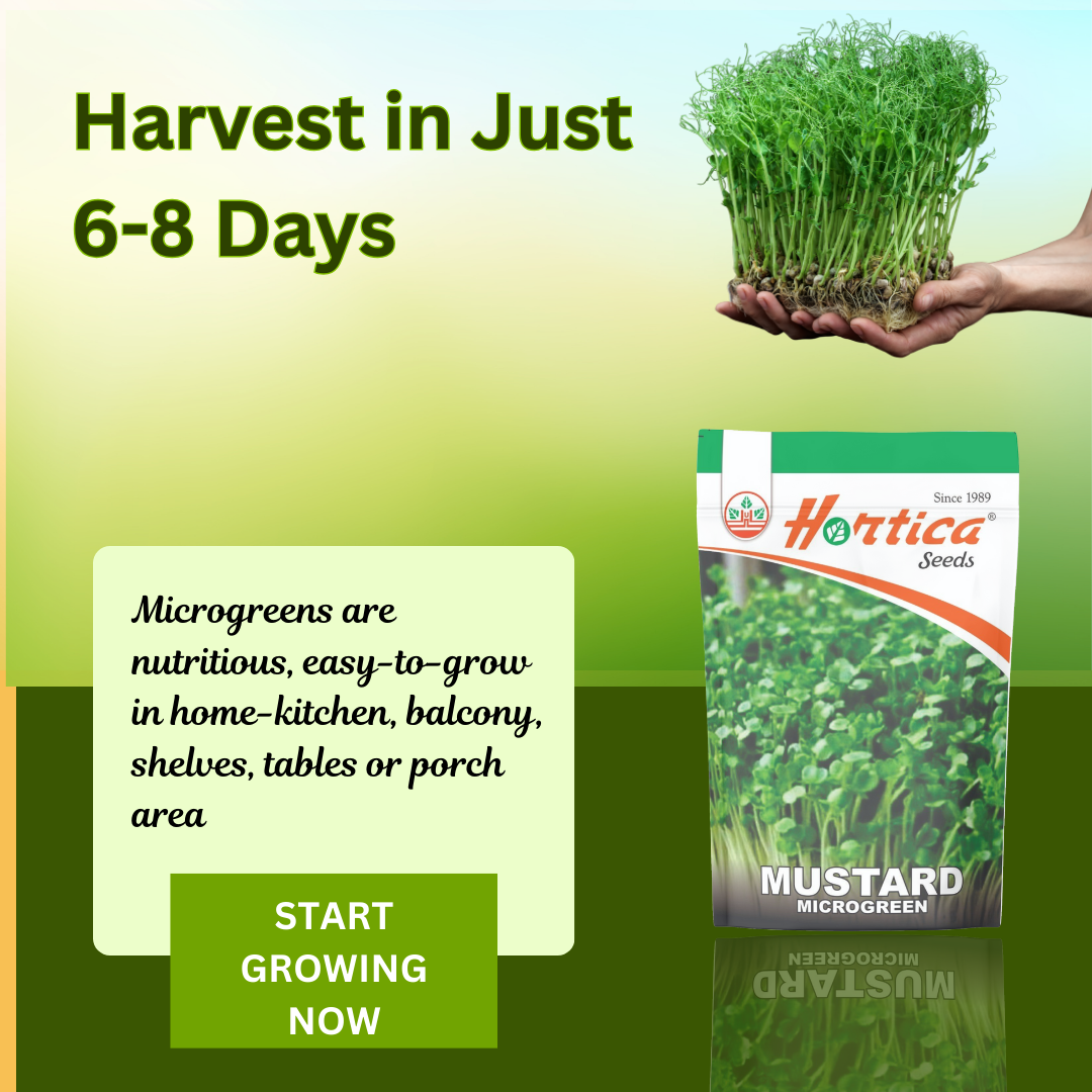Microgreen Mustard