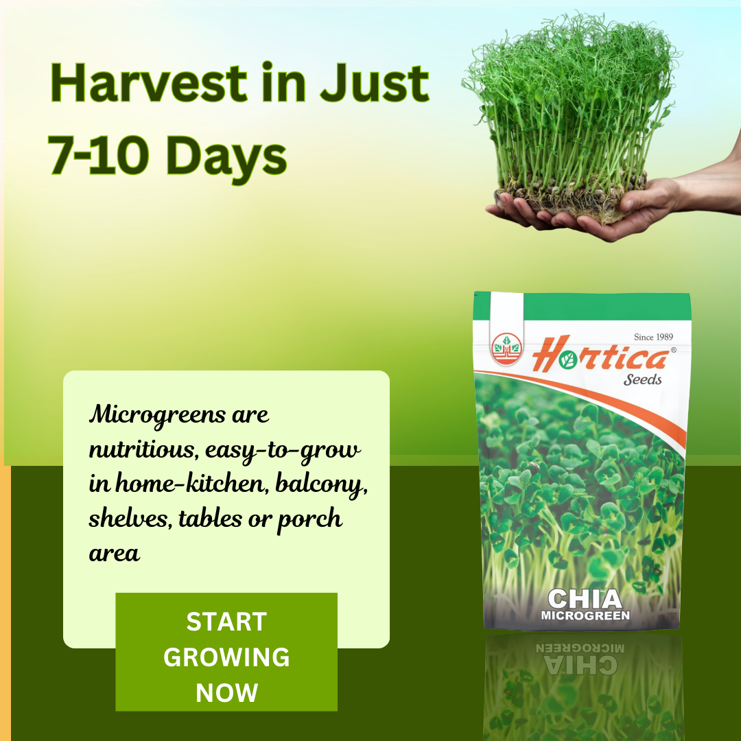 Microgreen Chia