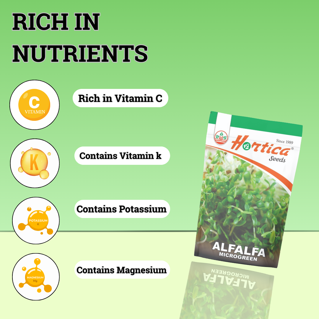 Microgreen Alfalfa