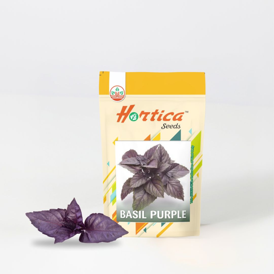 Basil Purple