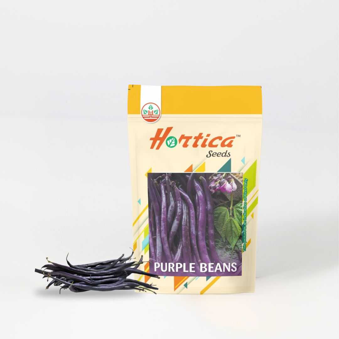 French Beans Purple