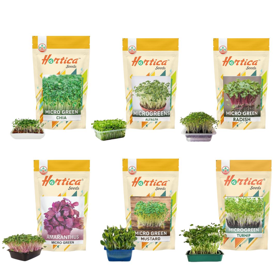 Microgreen Seeds Pack of 6 (Alfalfa, Turnip, Chia, Mustard, Radish, Amaranthus Red)