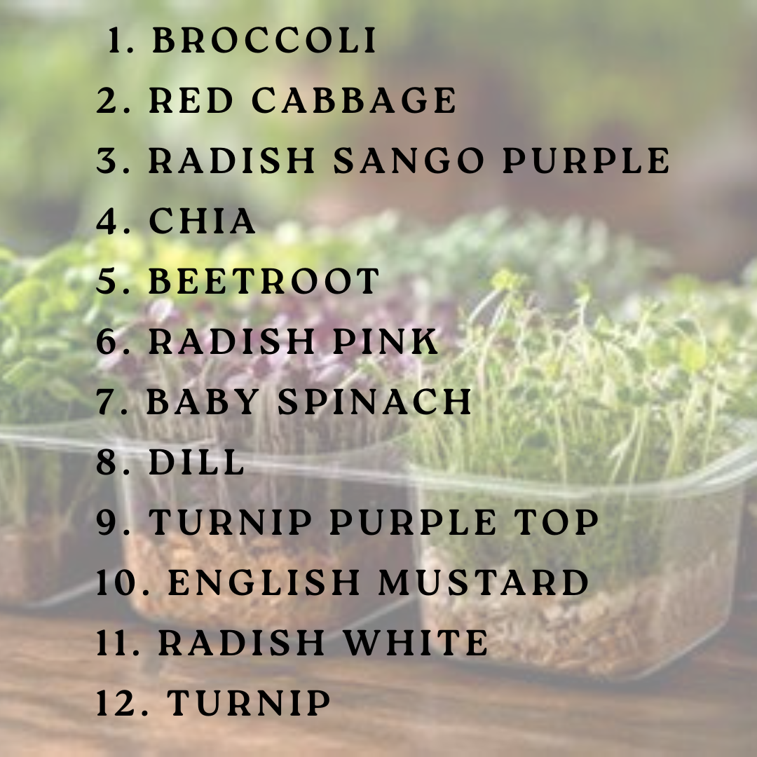 Microgreen Seeds | PREMIUM EXOTIC Varieties | Combo Pack of 12 Varieties - 25gm Each (300gm seeds)