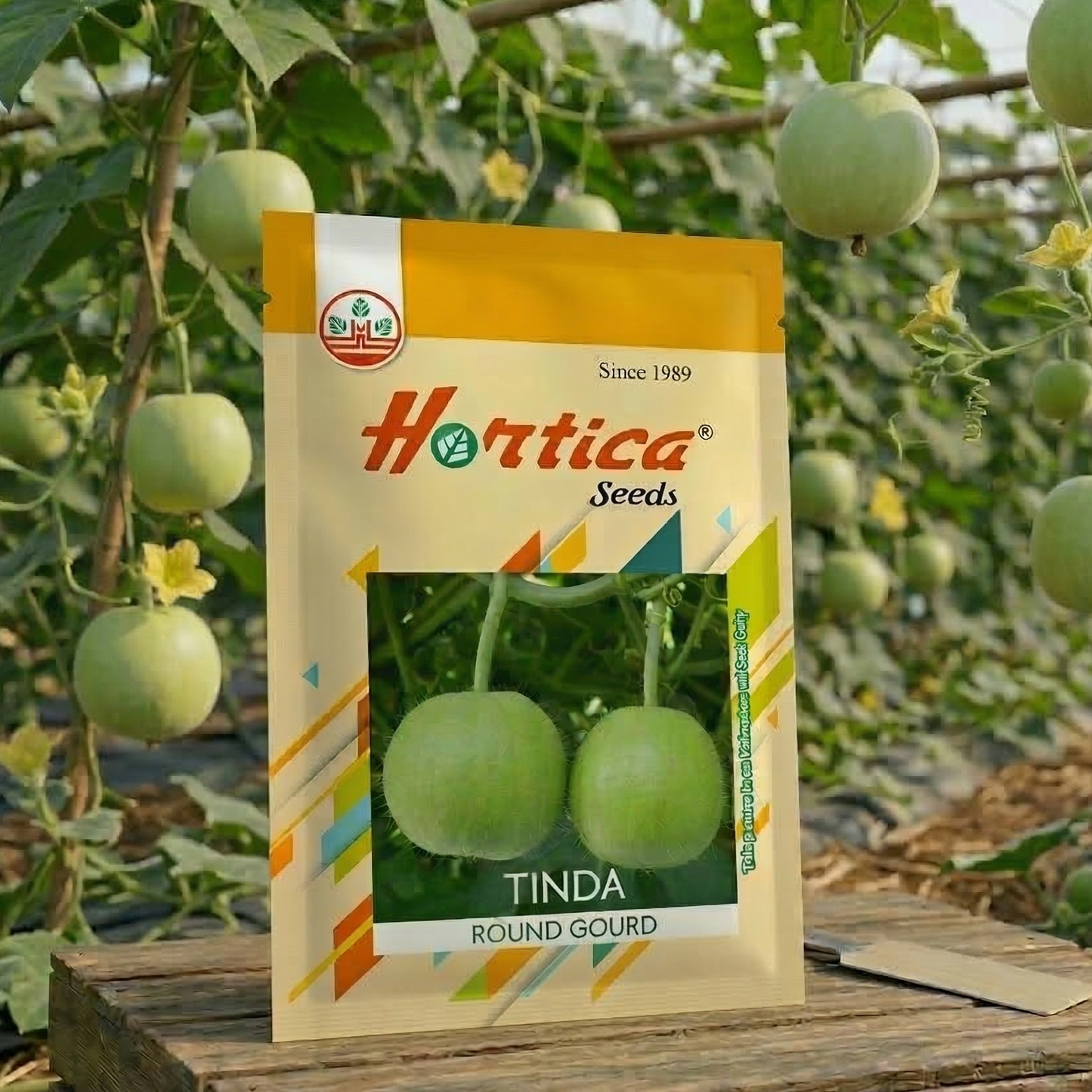 Apple Gourd (Tinda)