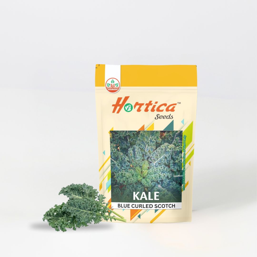 Kale Blue Curled Scotch