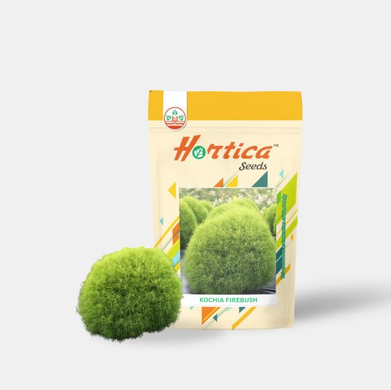 Kochia Firebush