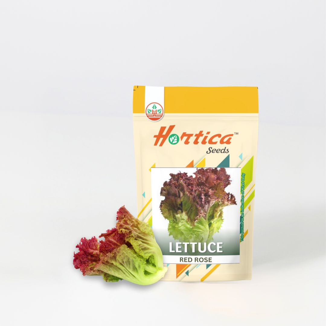 Lettuce Red Rose