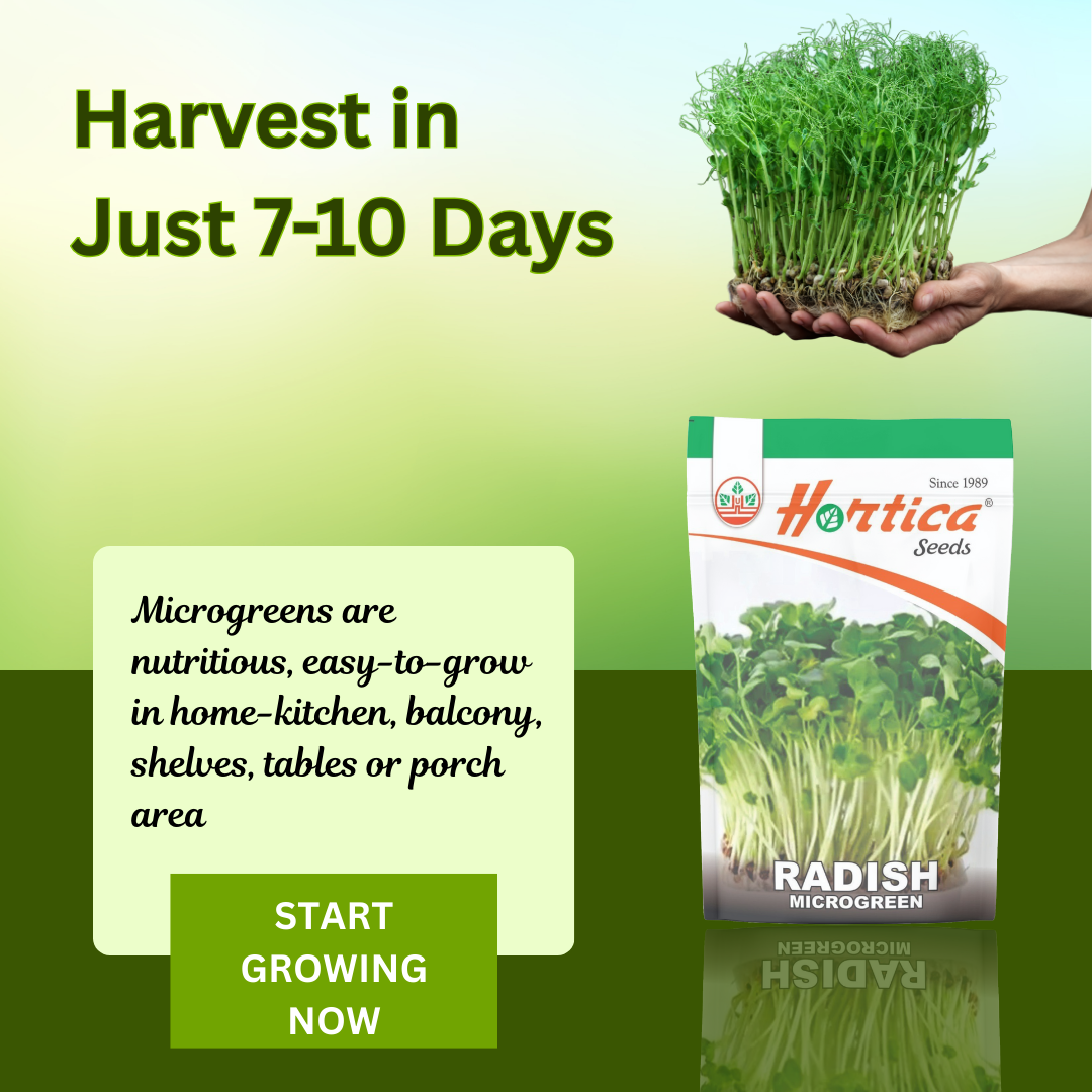 Microgreen Radish