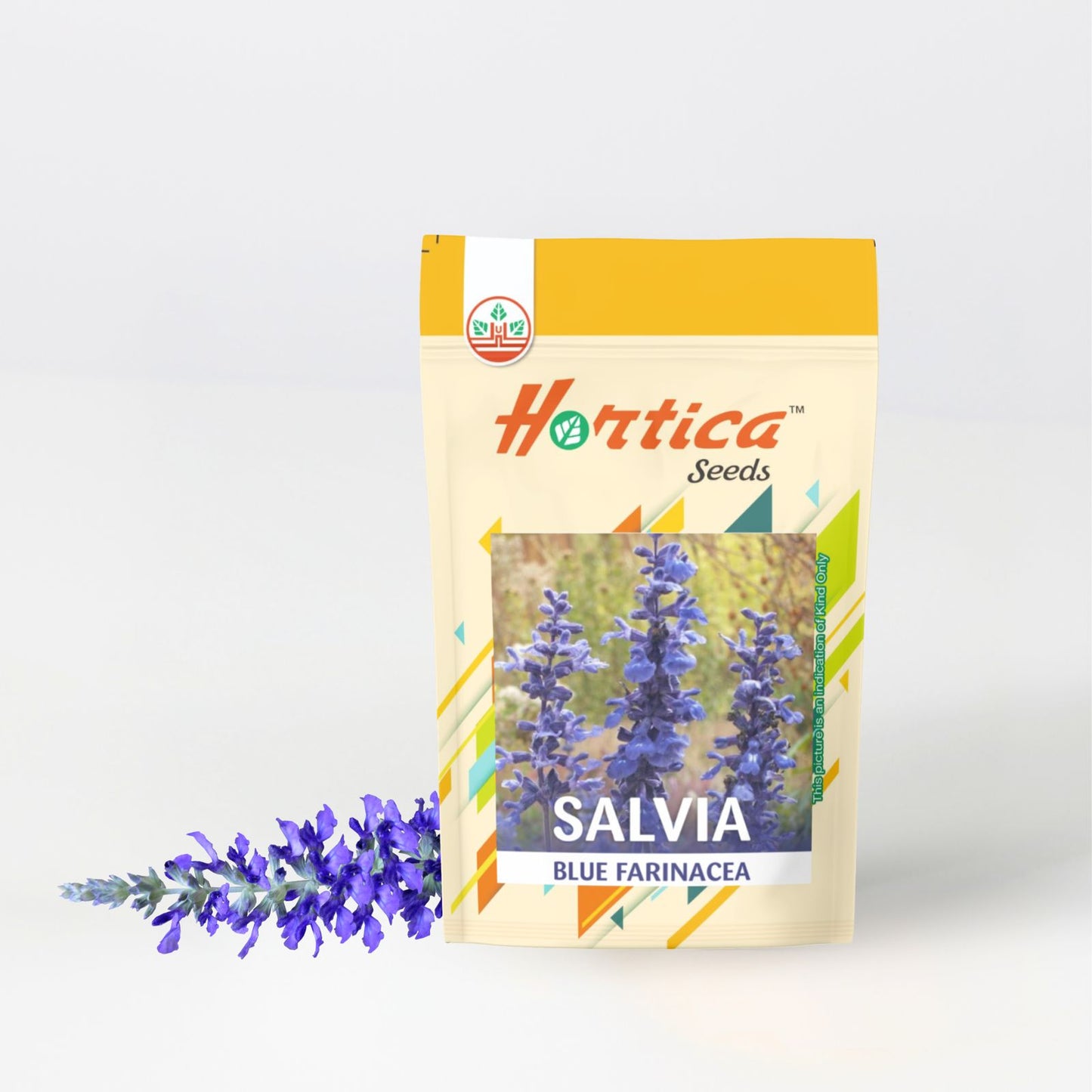 Salvia Blue Farinacea