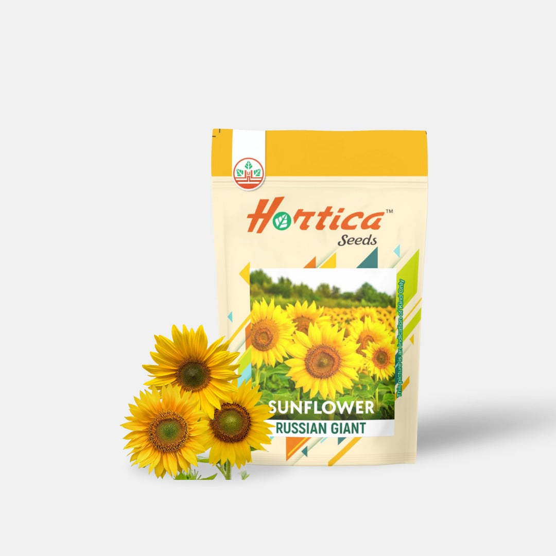 Sunflower Russian Giant