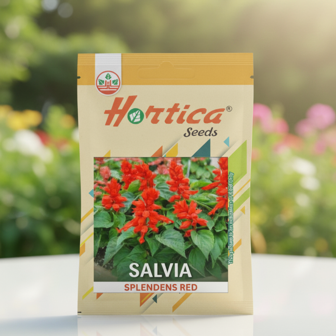 Salvia splendens Red