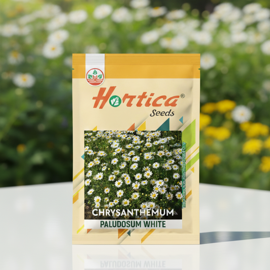 Chrysanthemum paludosum White