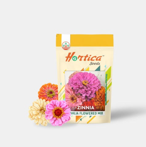 Zinnia Dahlia Flowered Mix