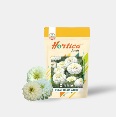 Zinnia Polar Bear White