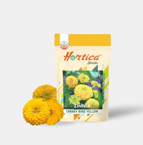 Zinnia Canary Bird Yellow