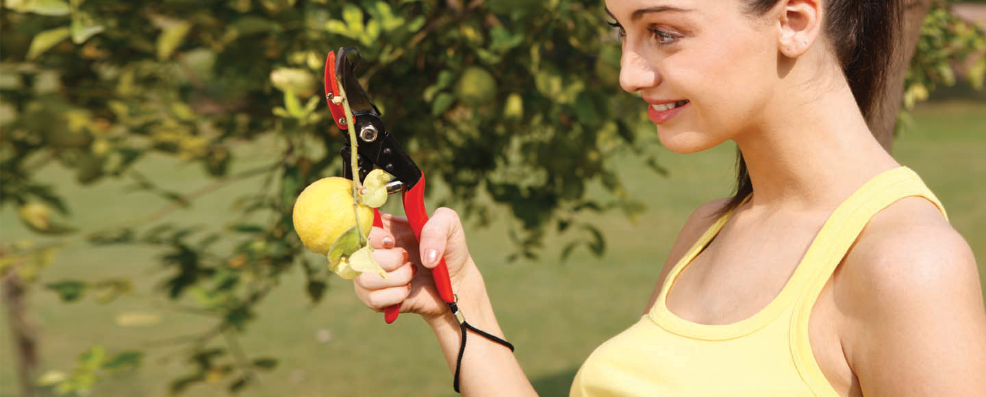 Falcon Cut & Hold Secateur