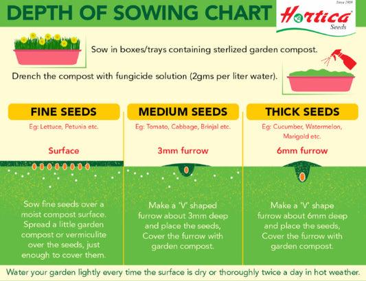 From Seed to Sprout: Mastering the Art of Germination at Home