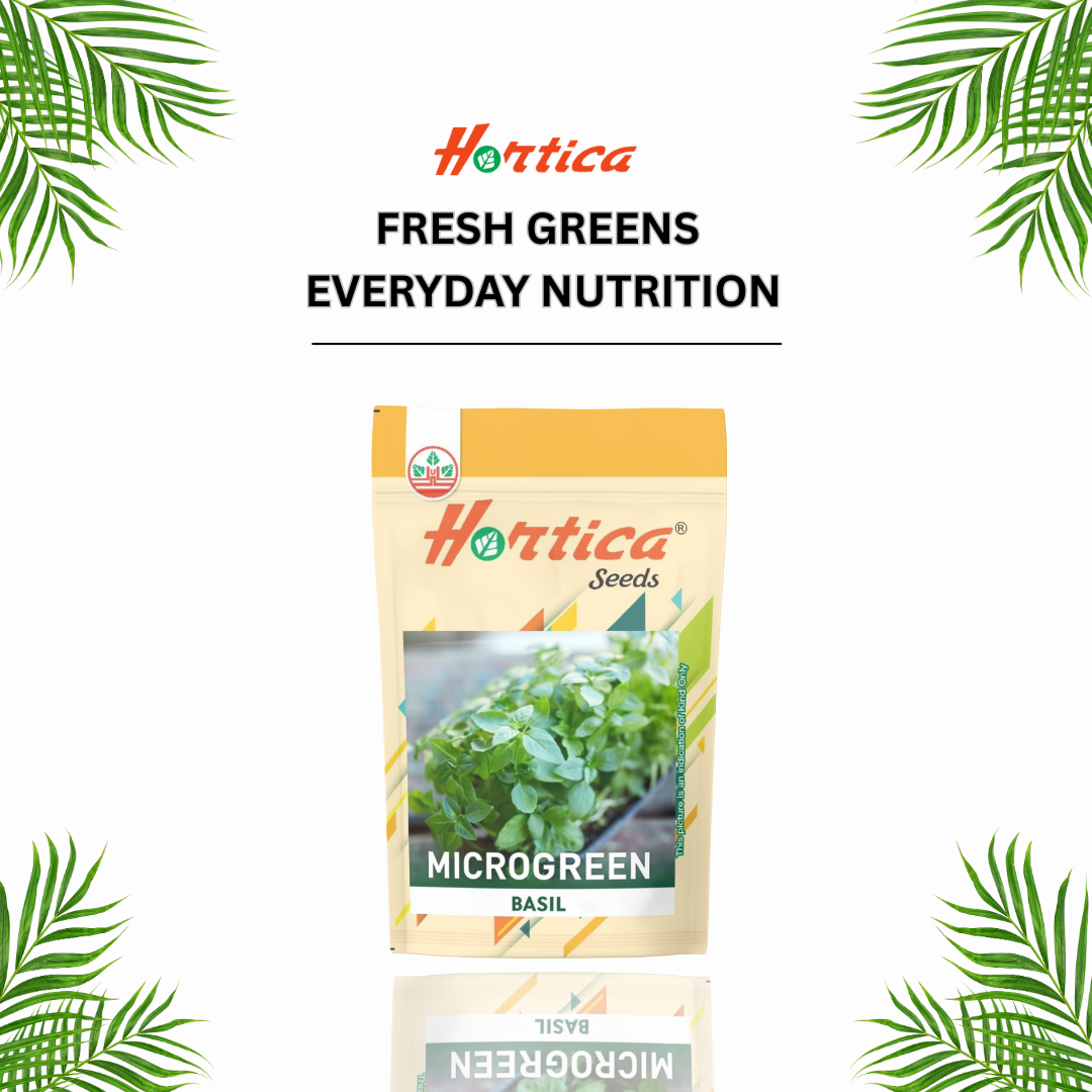 Microgreen Basil