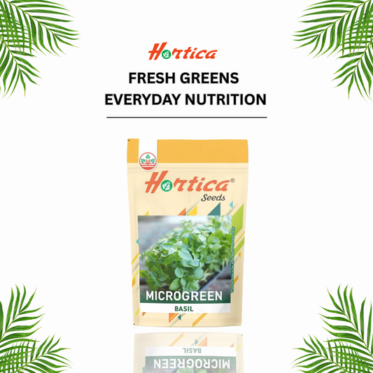 Microgreen Basil