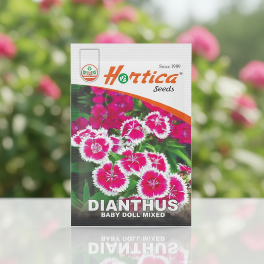 Dianthus Baby Doll Mixed