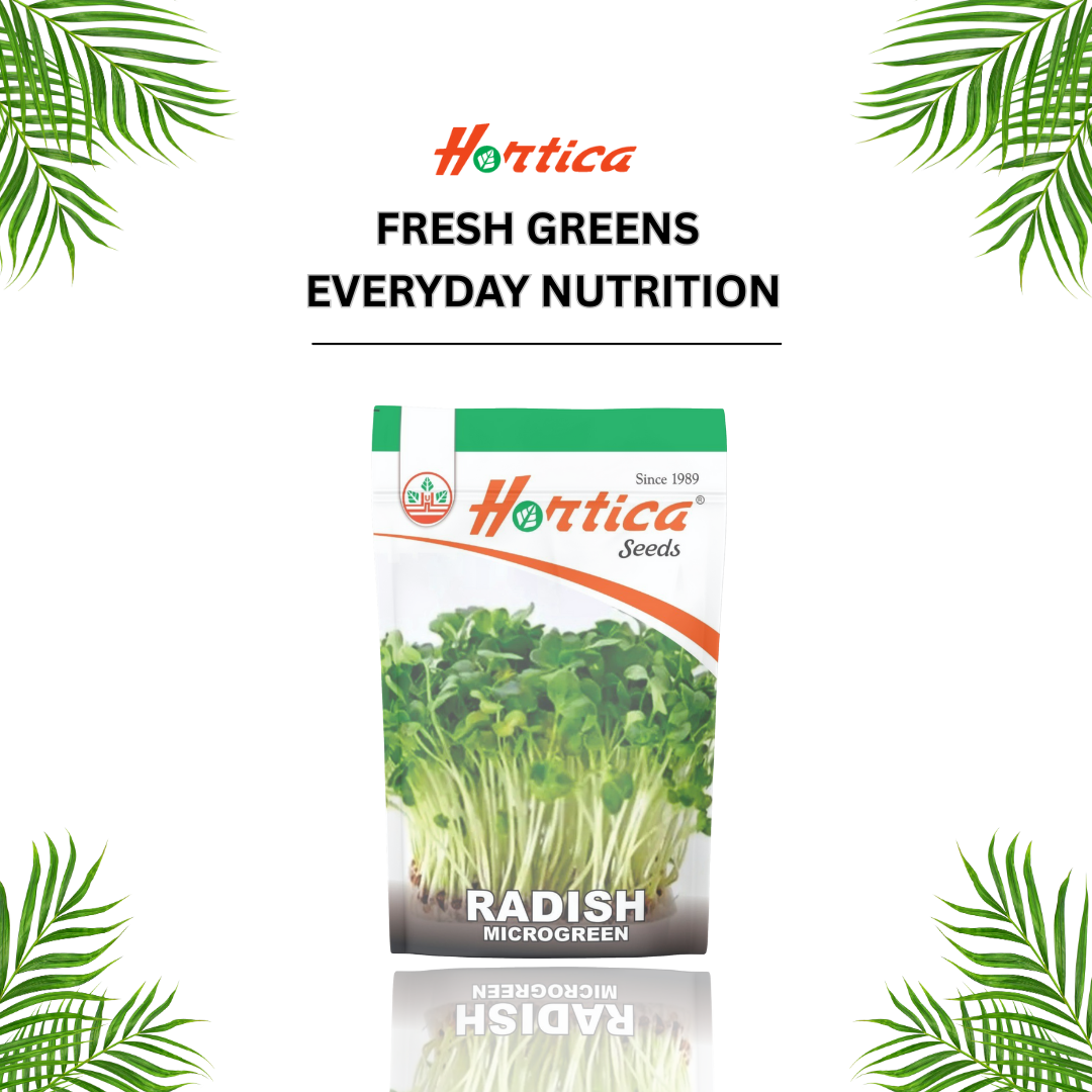 Microgreen Radish