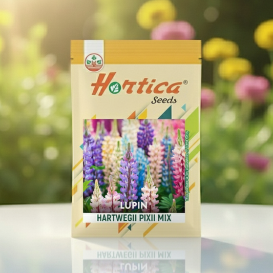 Lupin Hartwegi Pixie