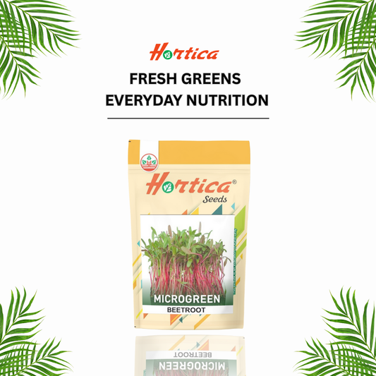 Microgreen Beetroot