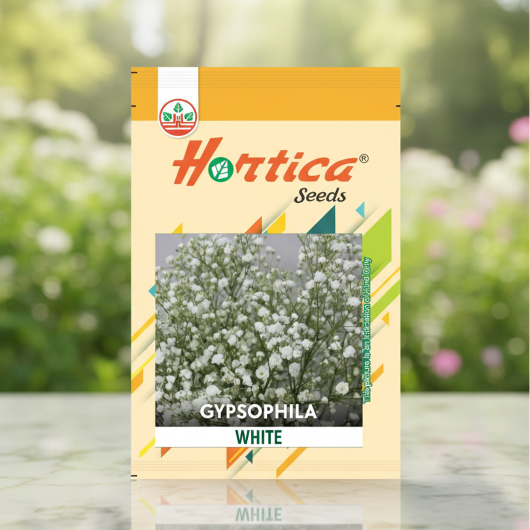 Gypsophila White