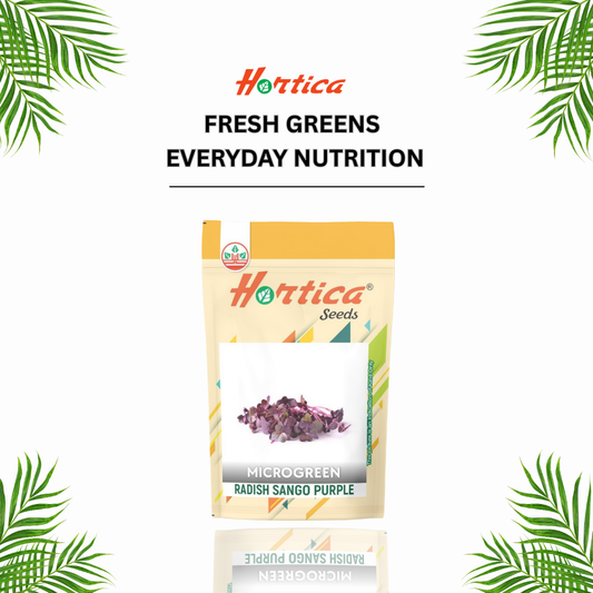 Radish Sango Purple Microgreen