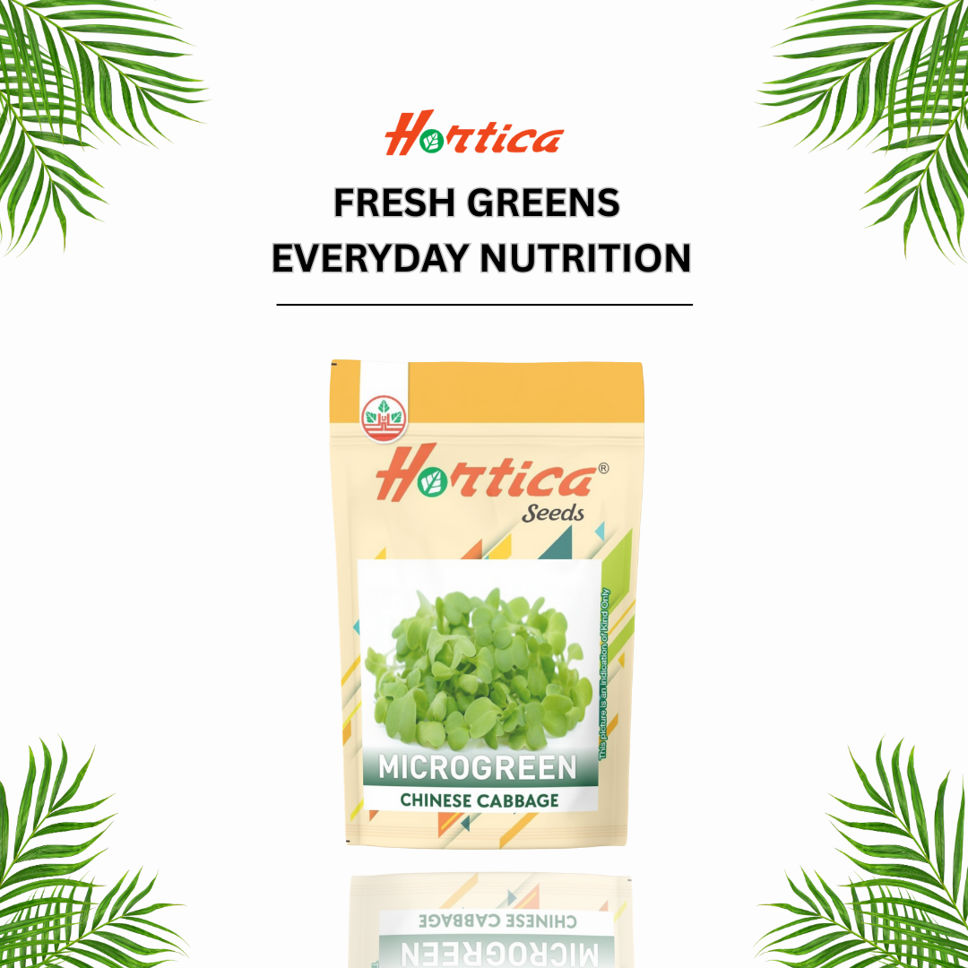 Microgreen Chinese Cabbage