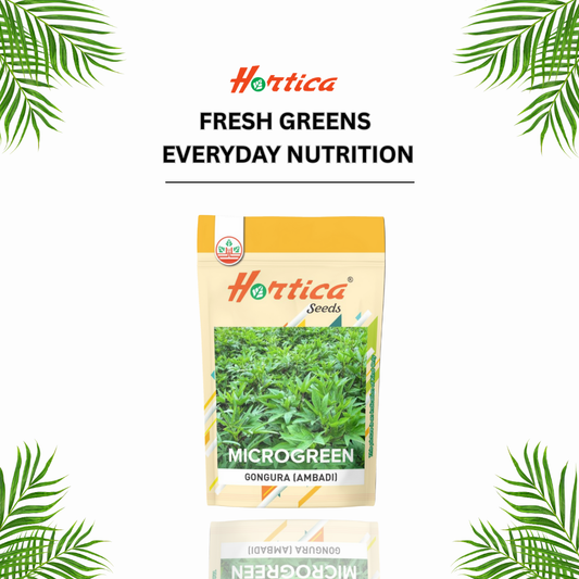 Microgreen Gongura (Ambadi)