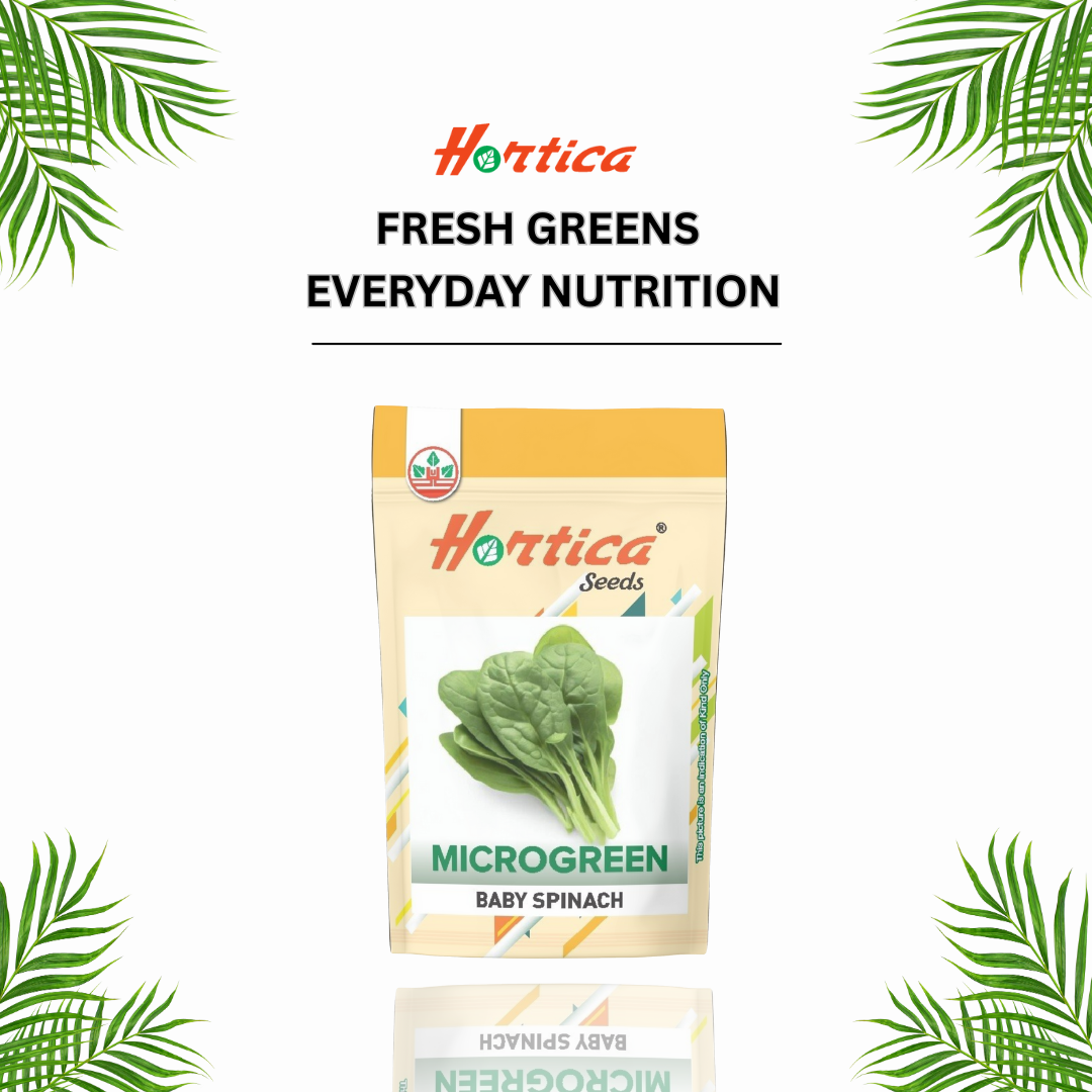 Baby Spinach Microgreen