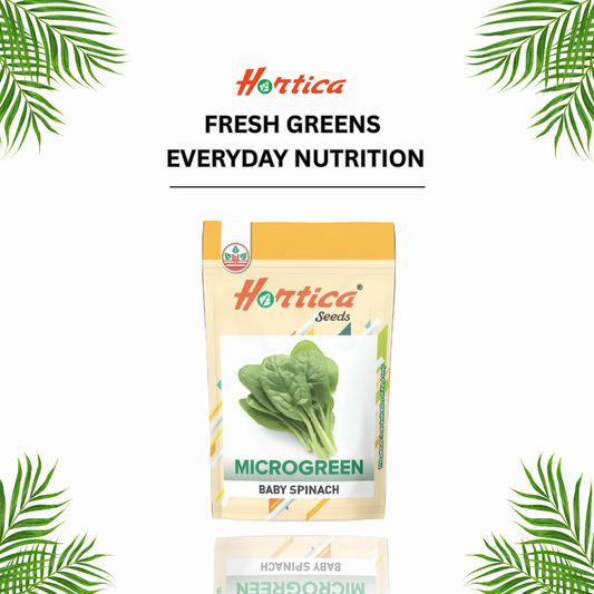 Baby Spinach Microgreen