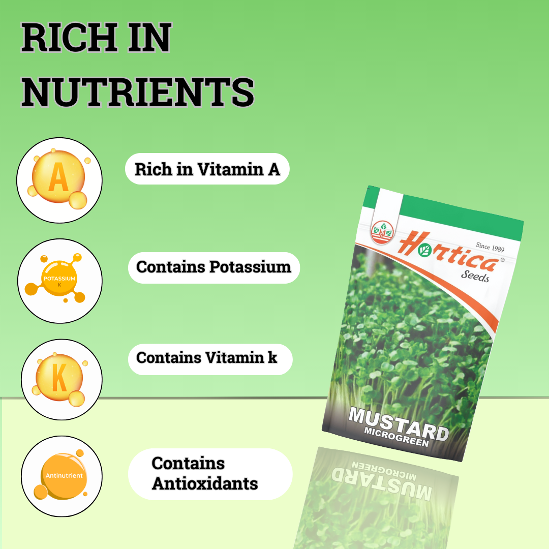 Microgreen Mustard