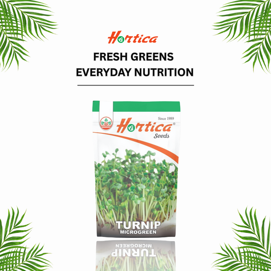 Turnip Microgreen