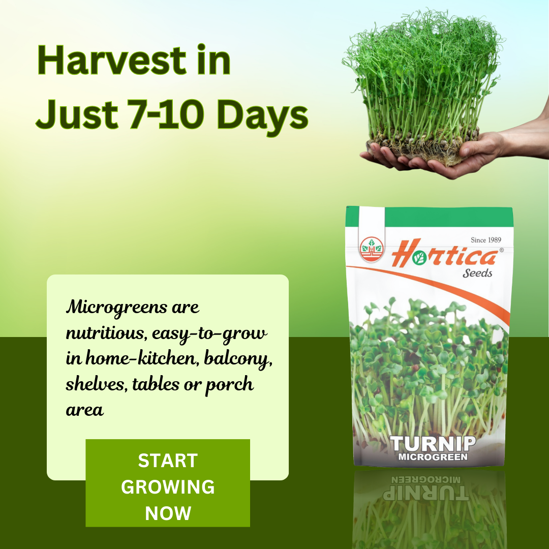 Turnip Microgreen