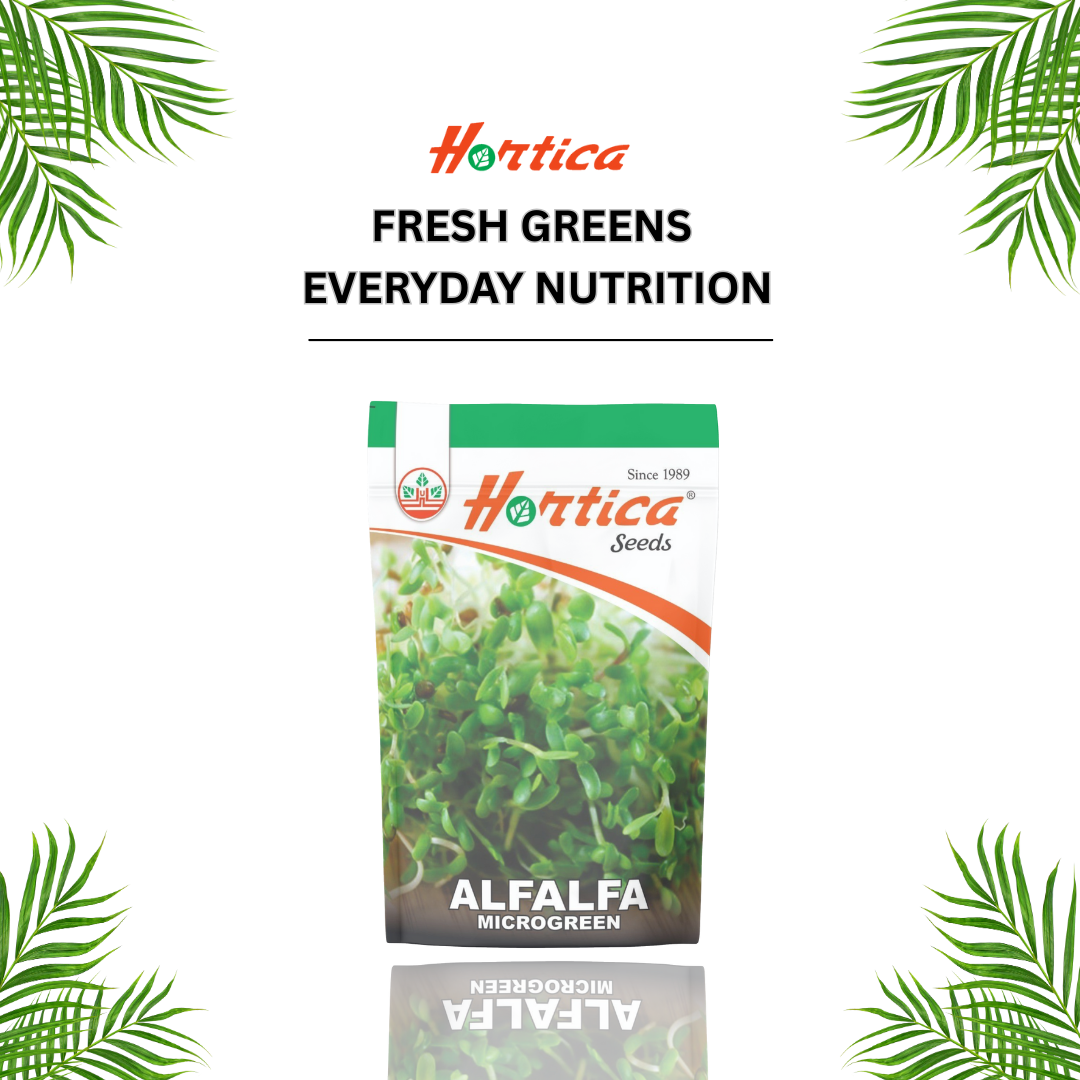 Microgreen Alfalfa