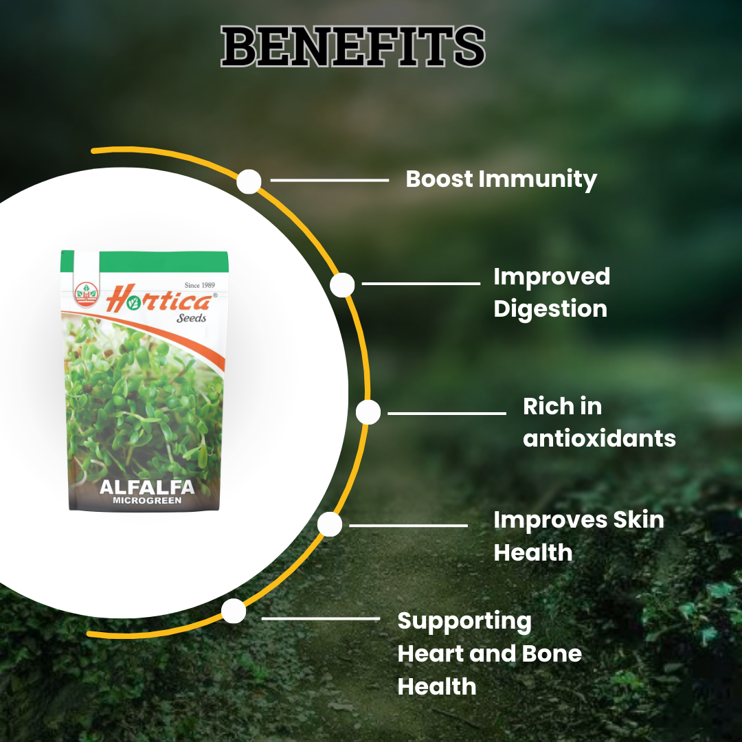 Microgreen Alfalfa