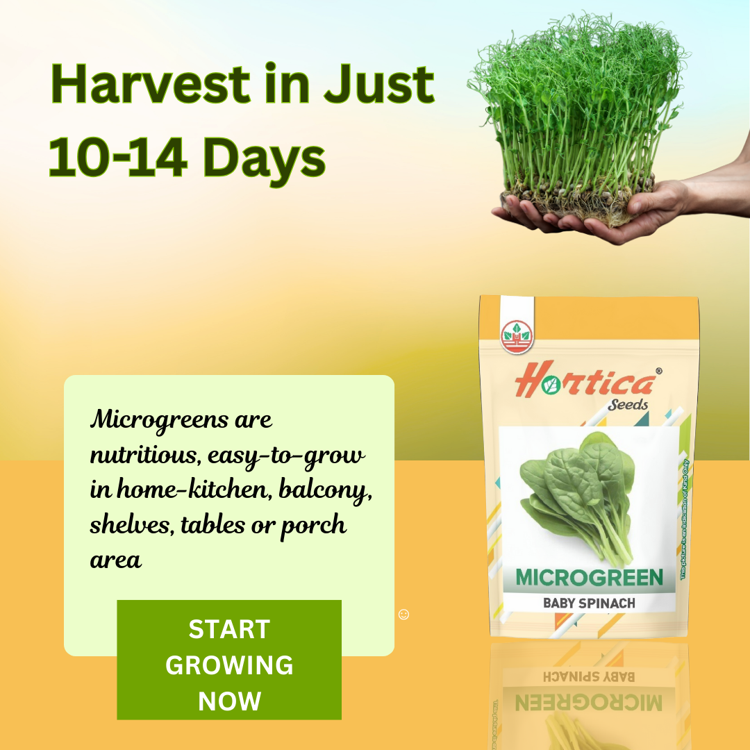 Baby Spinach Microgreen