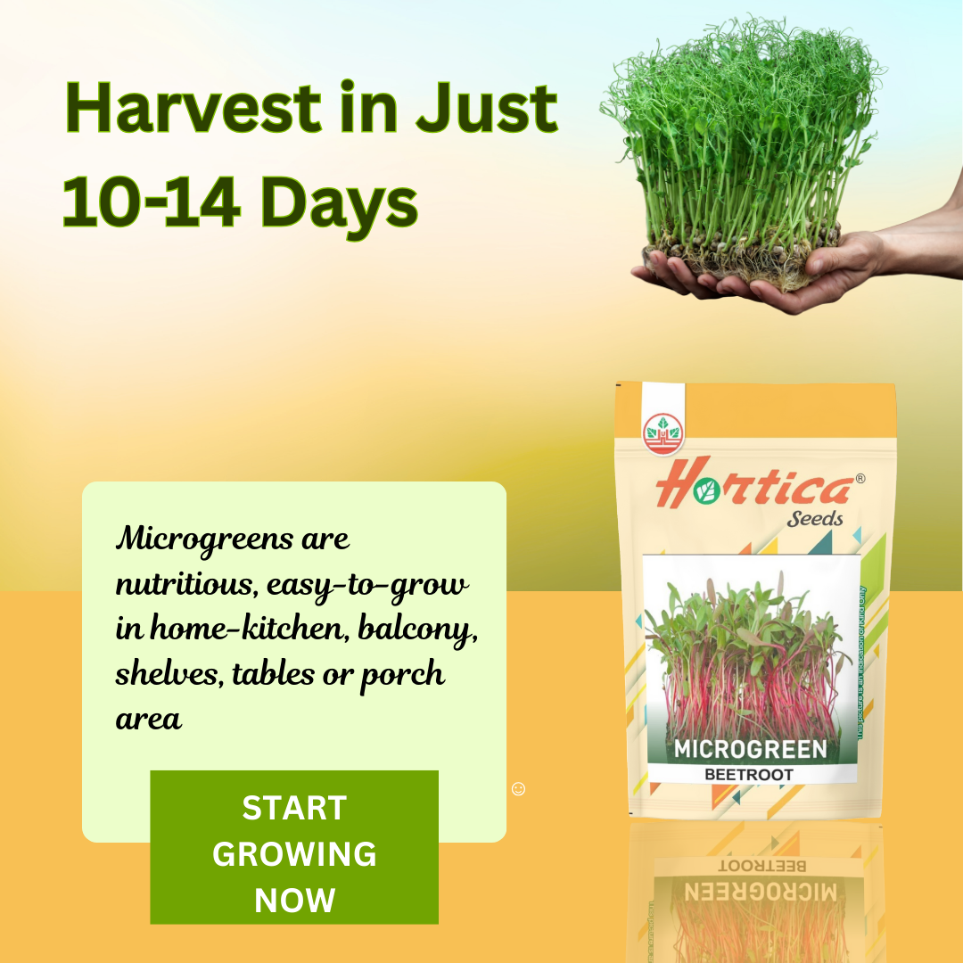 Microgreen Beetroot