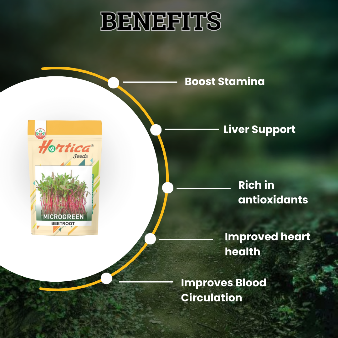 Microgreen Beetroot