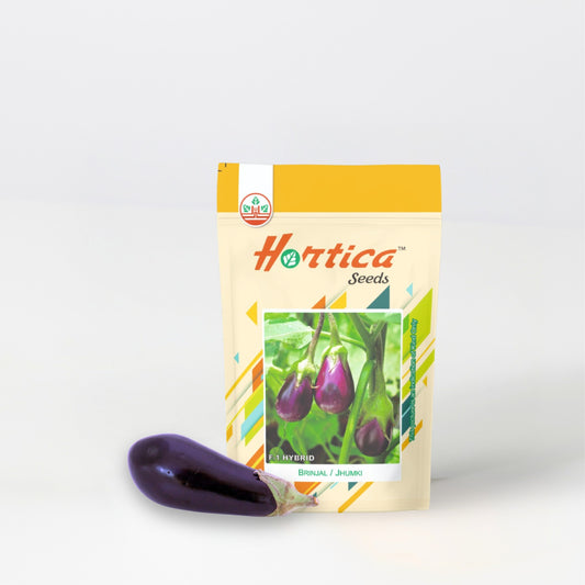 Brinjal Purple Round