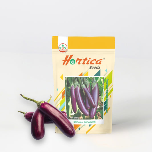 Brinjal Purple Long